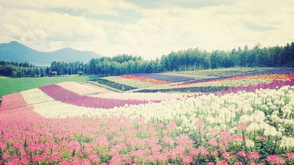 电池流是什么厂