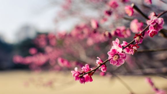 如何最大化股东利润